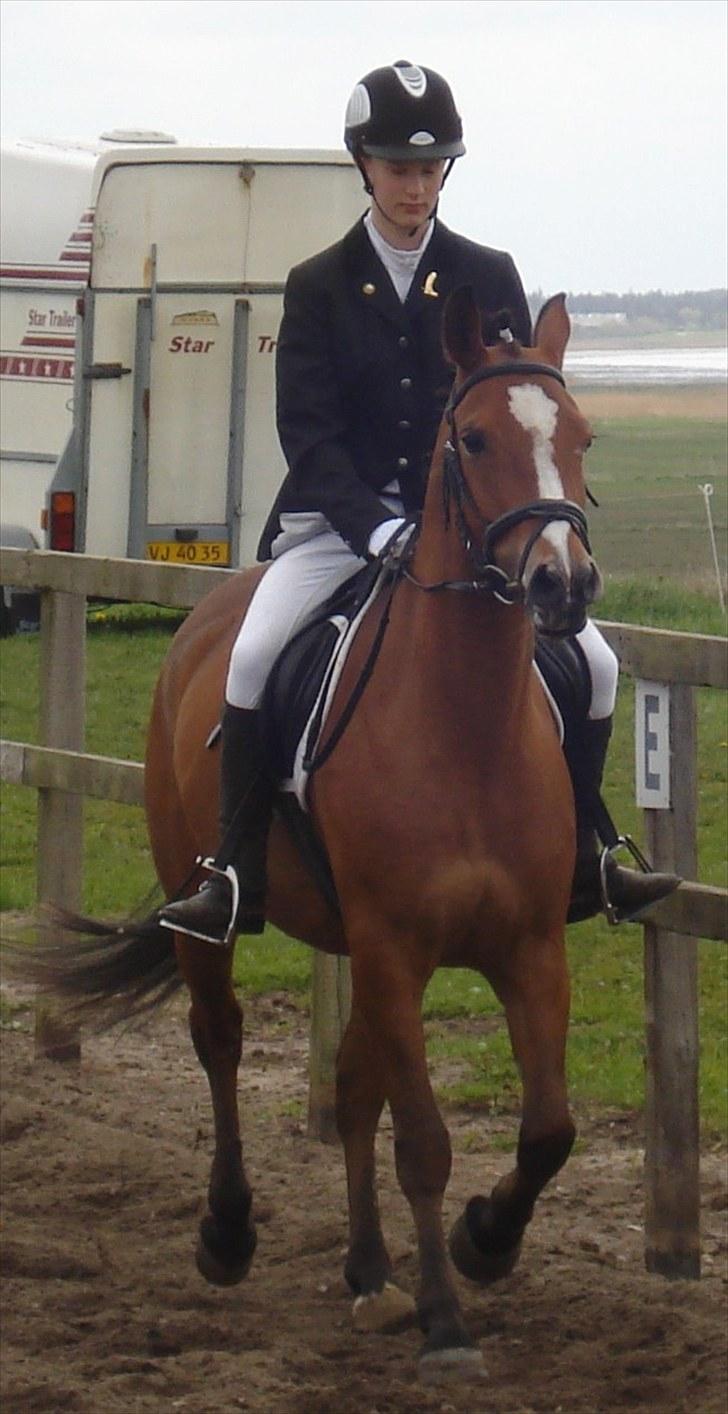 Anden særlig race Chanel - #7 XD billede 7