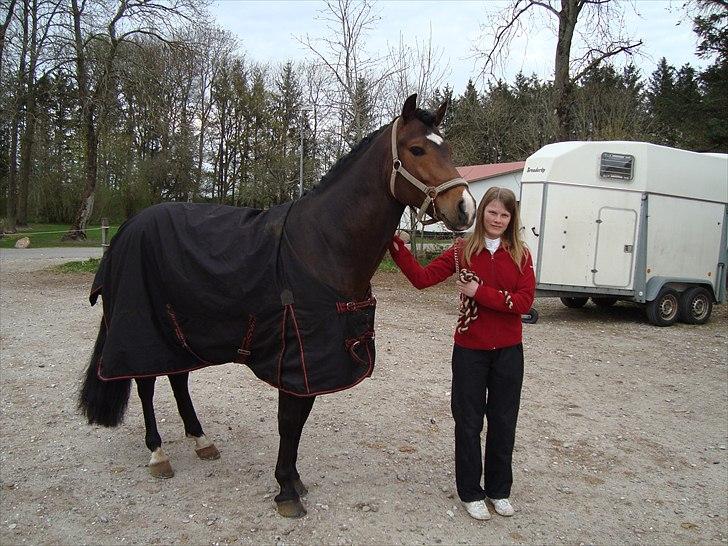 New Forest Flintdales Ranzau - På vej til vores første stævne:D billede 3