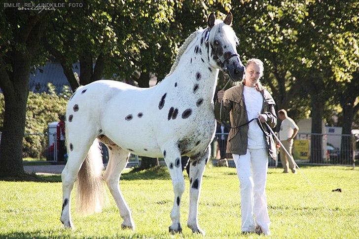 Knabstrupper Pik As af Silver R.i.p ;( - Det er så uvirkeligt....at du skulle være væk? Du var jo den der altid var der for mig?Jeg vil altid huske dig...som min bedste ven, der lærte mig så utroligt meget....Vil savne dig for evigt<3:´(  billede 1