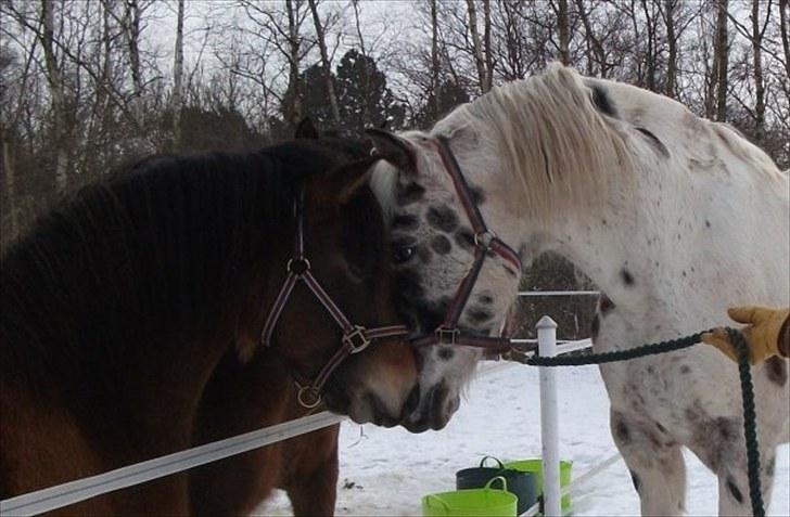 Knabstrupper Pik As af Silver R.i.p ;( - skønhedens første snus til Cinnamon ;)!!?<3 Fotodraf: Mig billede 3