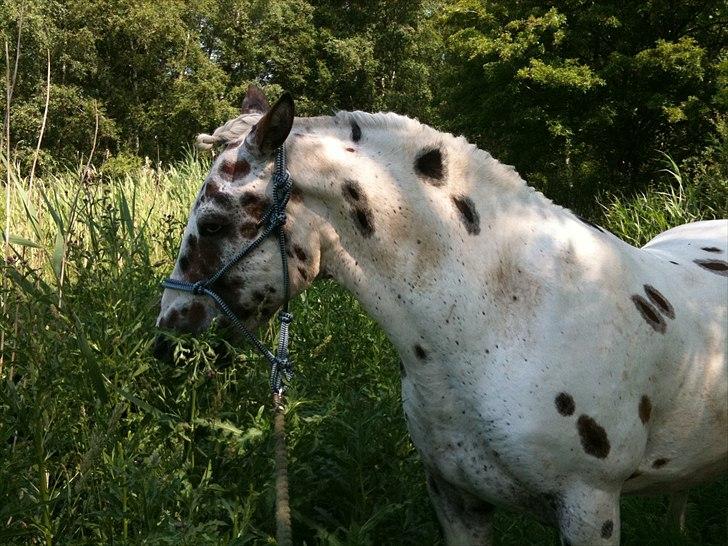 Knabstrupper Pik As af Silver R.i.p ;( - I skoven med smukke drengen <3 ;) Fotograf: Mig billede 7