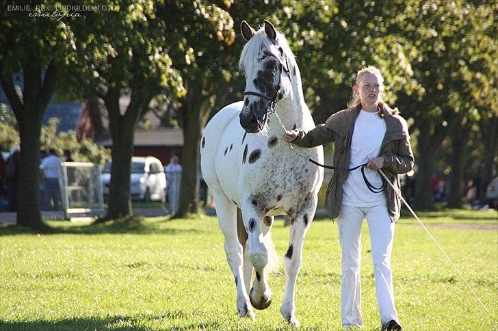 Knabstrupper Pik As af Silver R.i.p ;( - Smukke til store hestedag Fotograf: Fotograf  billede 8