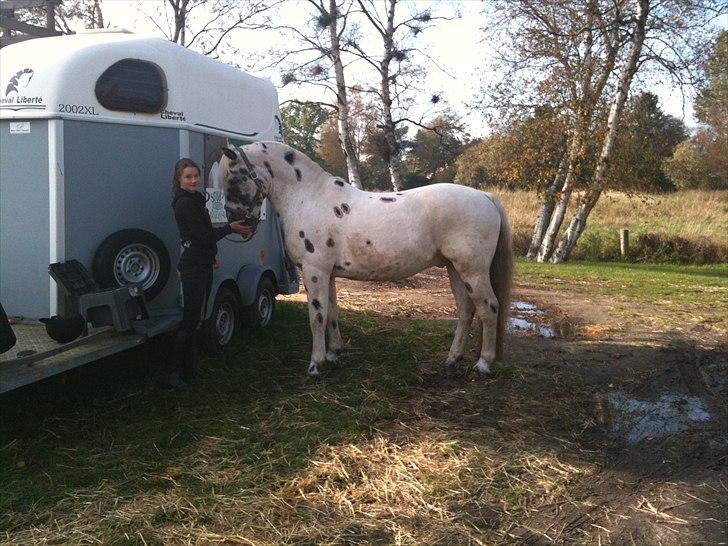 Knabstrupper Pik As af Silver R.i.p ;( - På vej ud og ride.....meget stolt da han ikke plejer at ville stå bundet (river sig løs) <3 Så det måtte vi have et billede af ;)  Fotograf: Aia (søster) billede 9