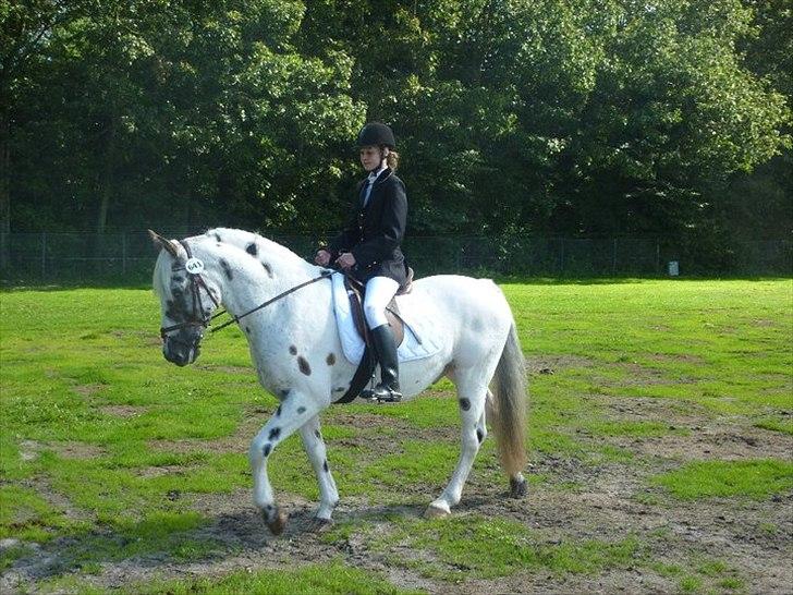 Knabstrupper Pik As af Silver R.i.p ;( - vores første stævne Lb dressur så stolt af dig smukke !!!;) Fotograf: Jane  billede 11