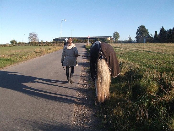 Knabstrupper Pik As af Silver R.i.p ;( - En dejlig tur med skønheden !!:) <3 Fotograf: Aia (søster) billede 12