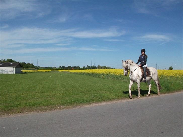 Knabstrupper Pik As af Silver R.i.p ;( - Mig og smukke på en af vores første sommer ture <3;)=) Fotograf: Frederikke billede 14