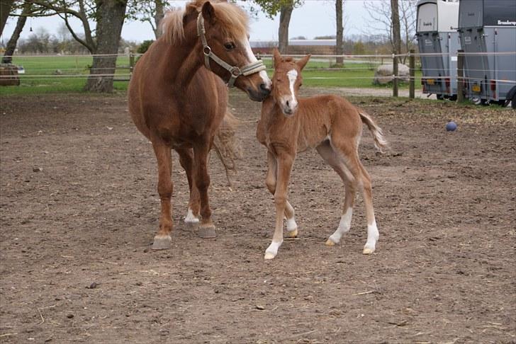 DSP Moonjam´s Melody billede 6