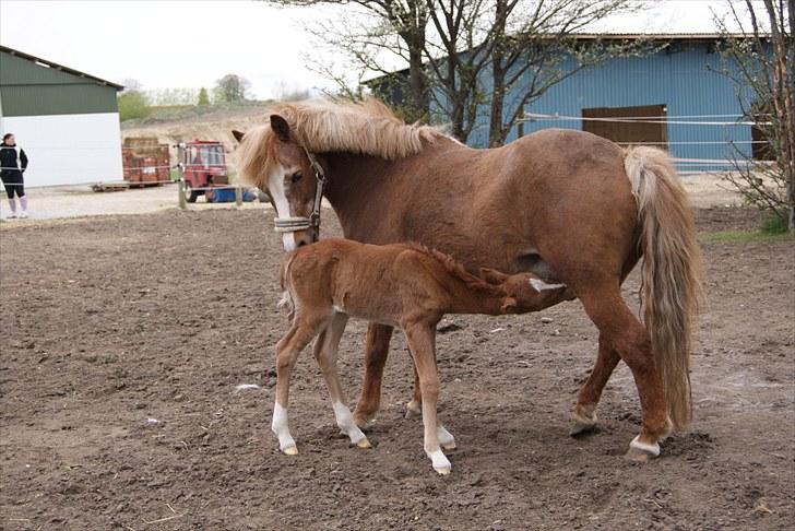 DSP Moonjam´s Melody billede 7