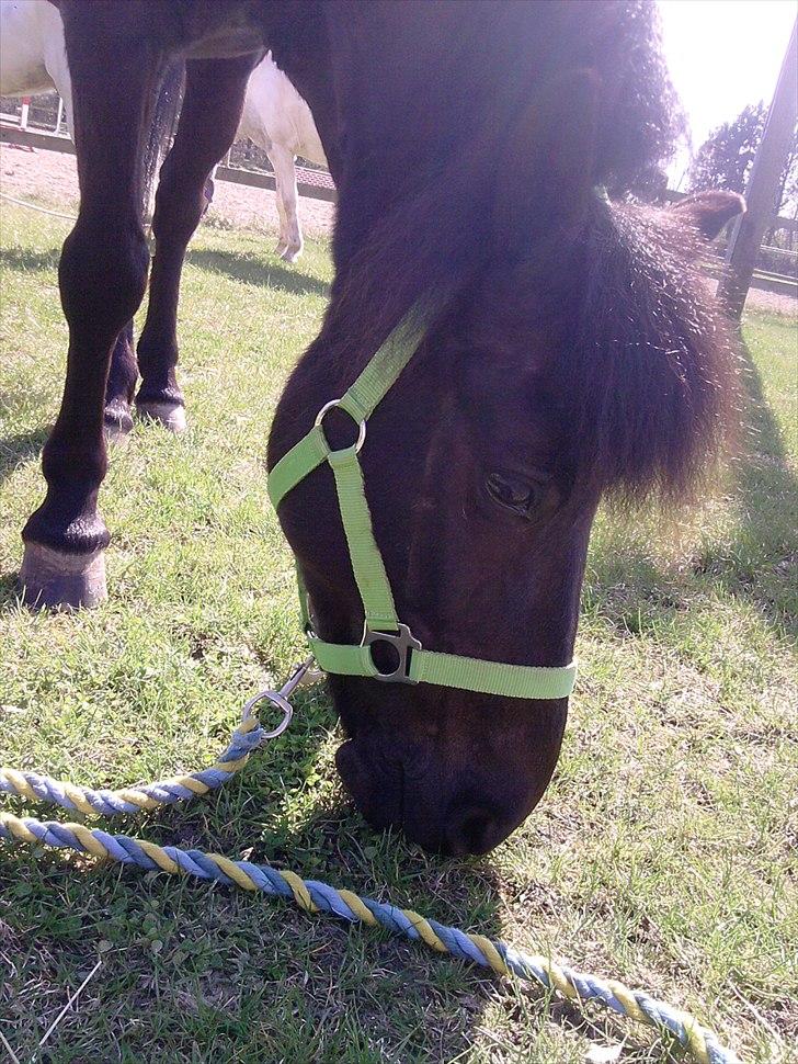 Anden særlig race Beauty part - *Velkommen til Beauty´s profil kig gerne resten af billederne*  billede 1