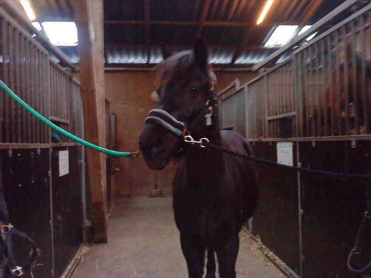 Anden særlig race Beauty part - de fleste ponyer/heste er nysgerie <3  billede 2