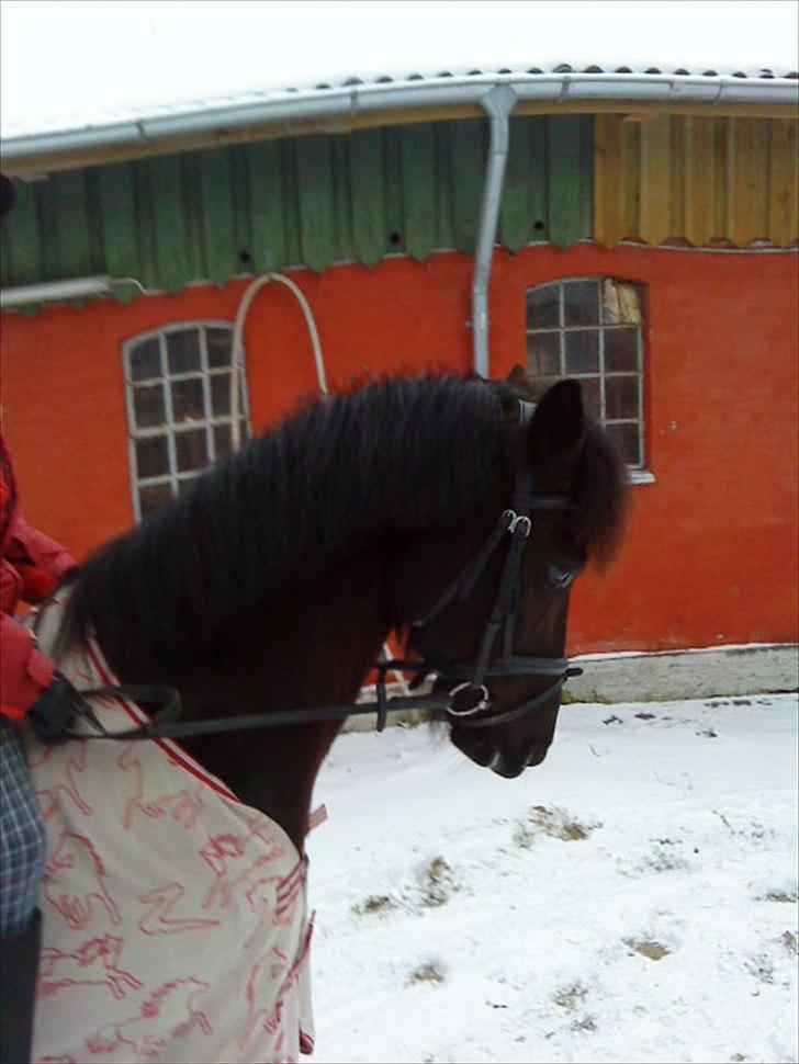 Anden særlig race Beauty part - i sneen.! billede 6