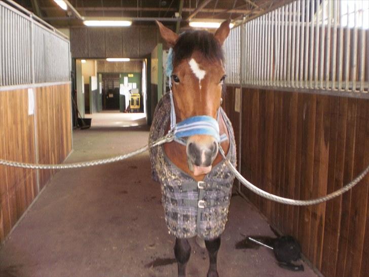 New Forest Fuglekildes Chaval forevigt elsket!- SOLGT- billede 15