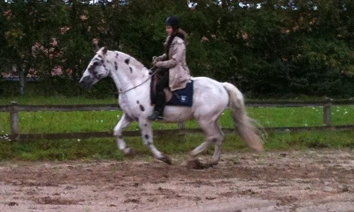 Knabstrupper Pik As af Silver R.i.p ;( - Den lækre deng i cordeo for første gang <3 Elser dig min dreng!!! <3 <3 <3 Fotograf: Frederikke billede 18