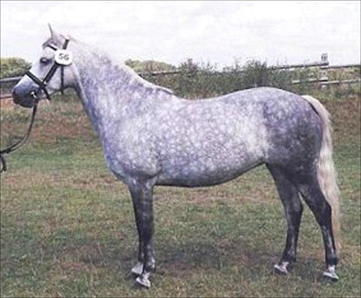 Connemara Enghøjs Irish Jewel - Juvel som ung. billede 10