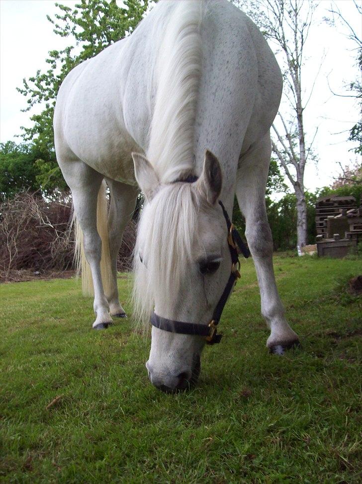 Connemara Enghøjs Irish Jewel - Lækkert hår! billede 15