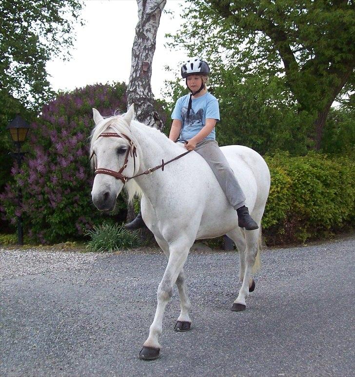 Connemara Enghøjs Irish Jewel - Juvel og Louise:) billede 16