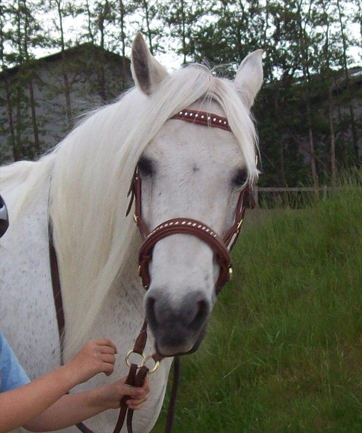 Connemara Enghøjs Irish Jewel - Juvel  billede 11