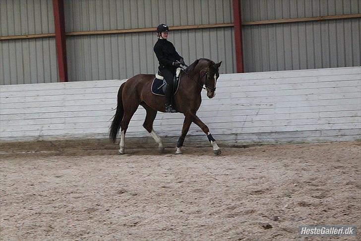 Hollandsk Varmblod Chanel billede 16