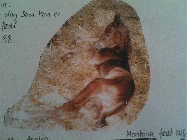 Fuldblod (XX) Montana billede 9