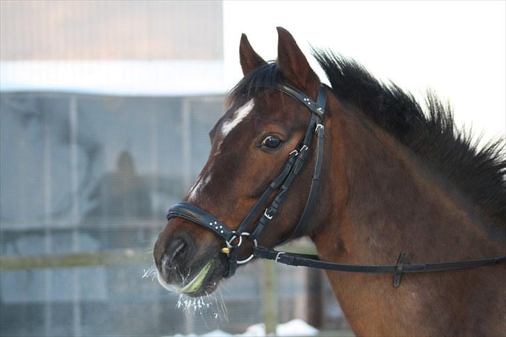 DSP Candy højgård billede 7