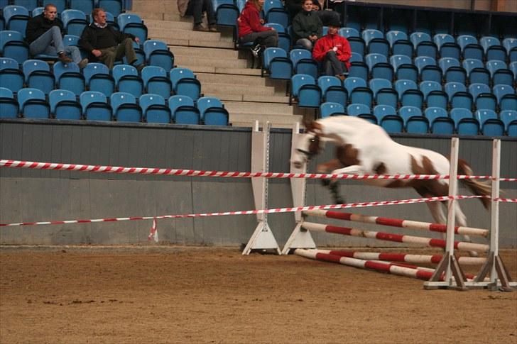 Pinto Marott's Mercurial Paide billede 6