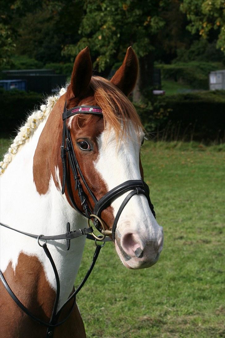 Pinto Marott's Mercurial Paide billede 8