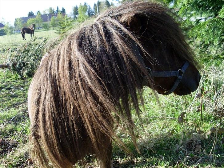 Shetlænder Max billede 6