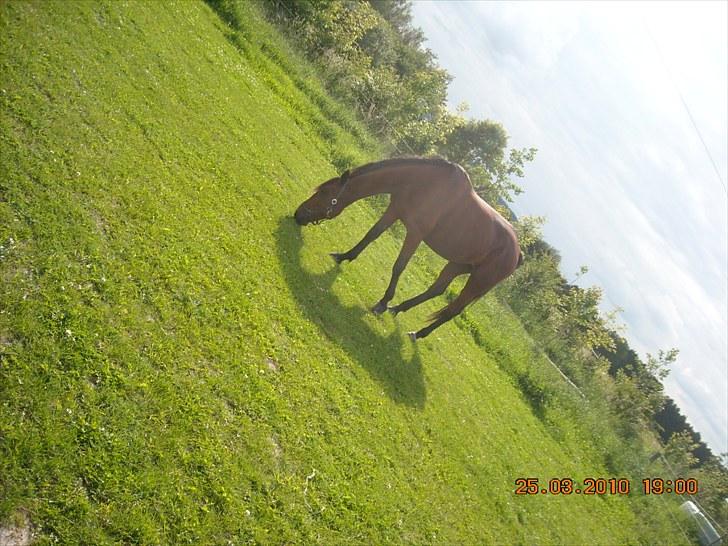 Traver haniball†16-05-2011† billede 7