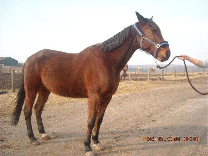 Traver haniball†16-05-2011† - min anden hest.. (til salg) billede 8