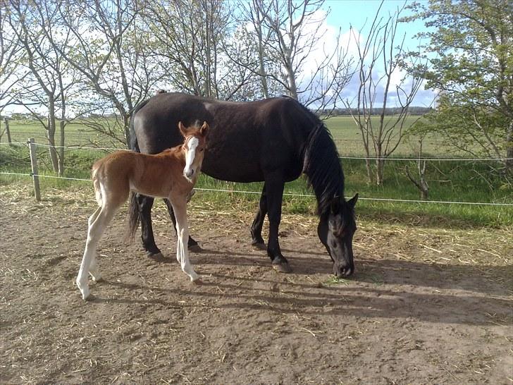 DSP Zacho's Zaciel (Bette-lort) billede 14