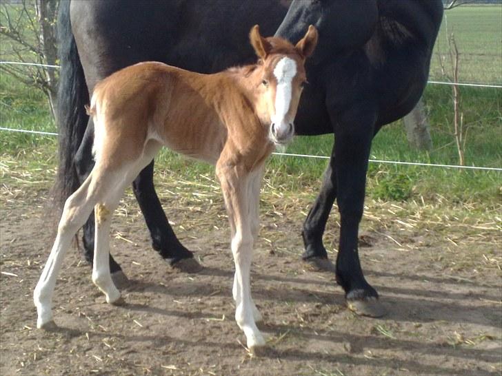 DSP Zacho's Zaciel (Bette-lort) billede 15