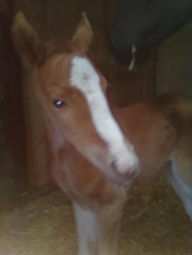 DSP Zacho's Zaciel (Bette-lort) billede 16