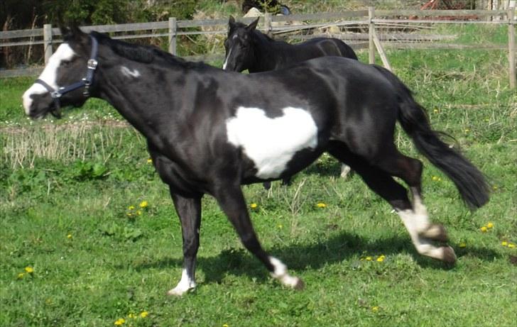Paint African Queen HH billede 6