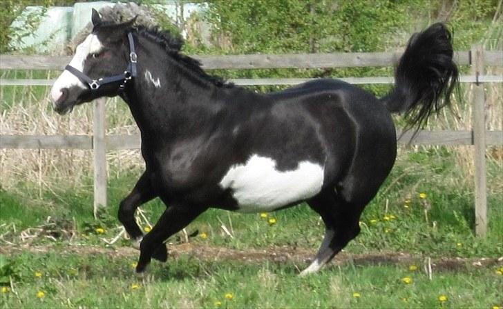 Paint African Queen HH billede 8