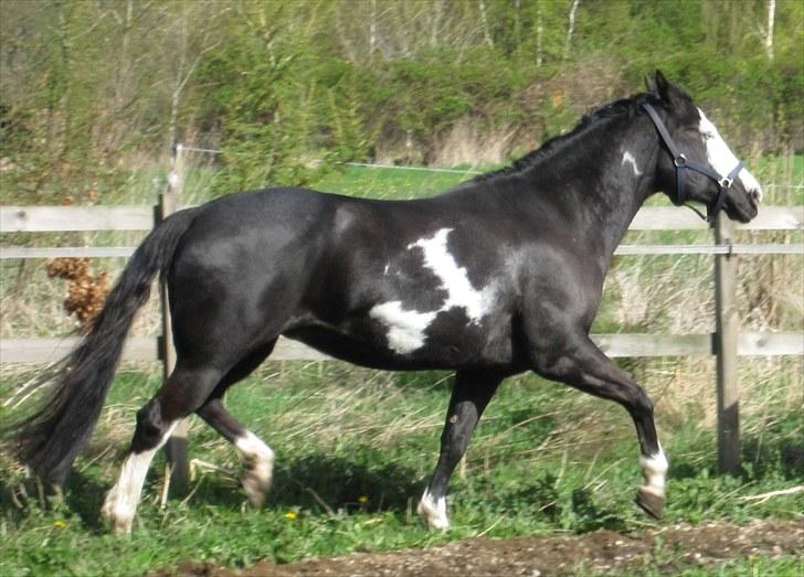 Paint African Queen HH billede 9