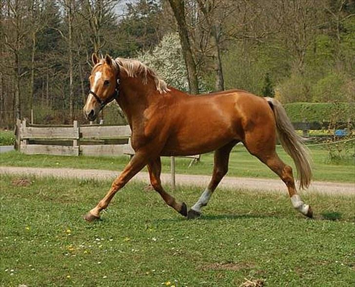Hannoveraner Sønderskovs Morgan - Morgans far - Cody Stauslykke. billede 8