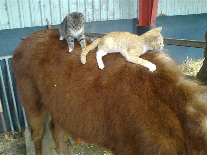 Islænder Bjarmi fra Egebjerg - Bjarmi med to katte på ryggen, alle 3 nyder det lige meget !! billede 14