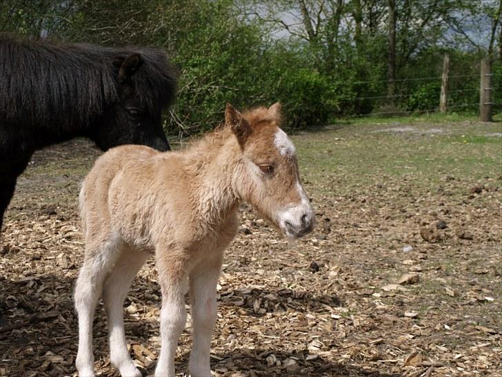 Shetlænder Østergårdens Sweet Sugar - velkommen tilmin profil;0) billede 1