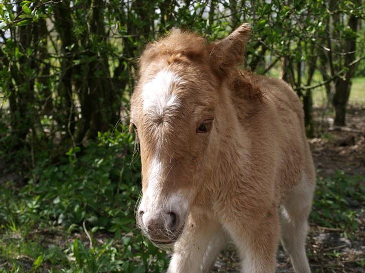 Shetlænder Østergårdens Sweet Sugar - hej alle sammen  billede 2