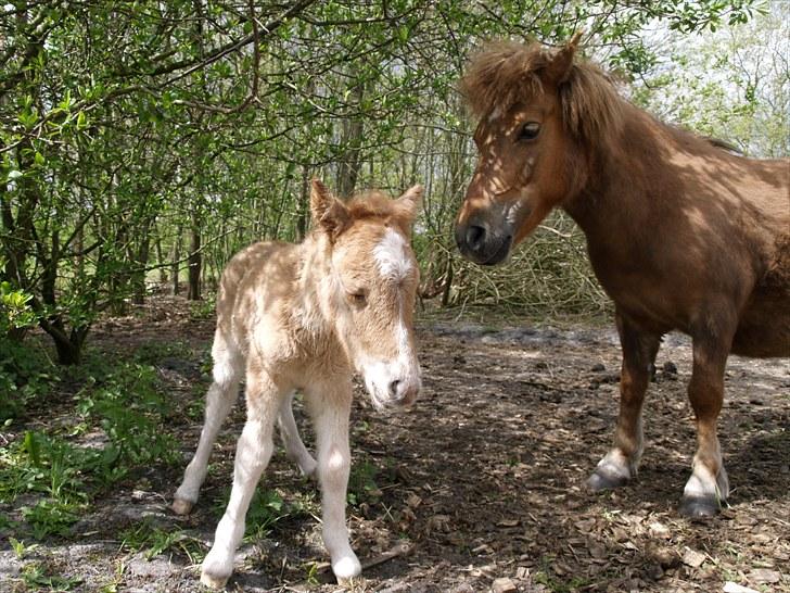 Shetlænder Østergårdens Sweet Sugar - hej her er jeg og min mor billede 3