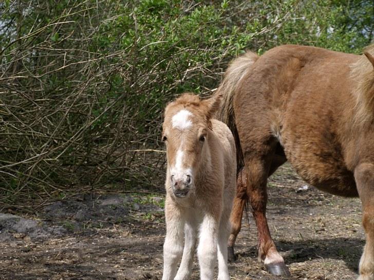 Shetlænder Østergårdens Sweet Sugar - hej  billede 4