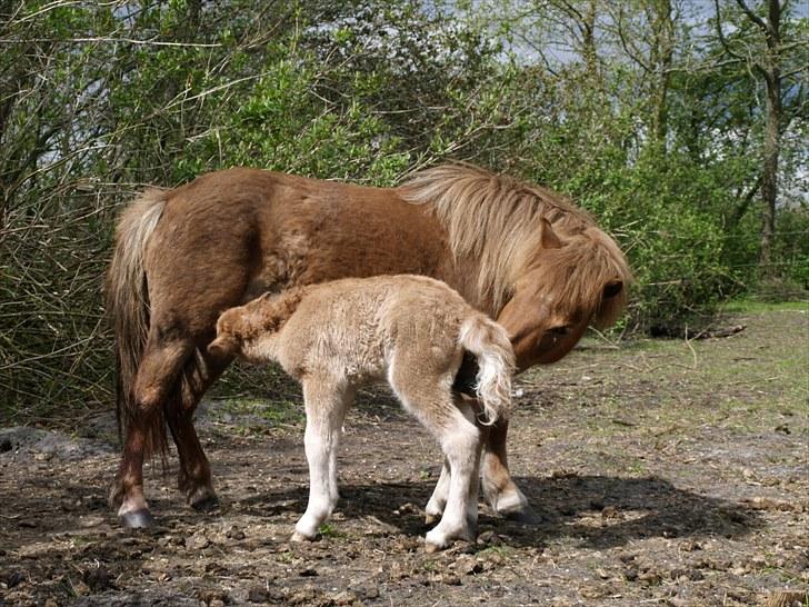 Shetlænder Østergårdens Sweet Sugar - nu er jeg sulten  billede 5
