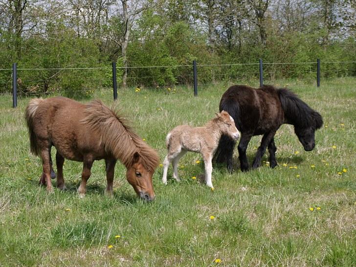 Shetlænder Østergårdens Sweet Sugar - her er vi alle sammen mig mor og tante rosalie billede 6