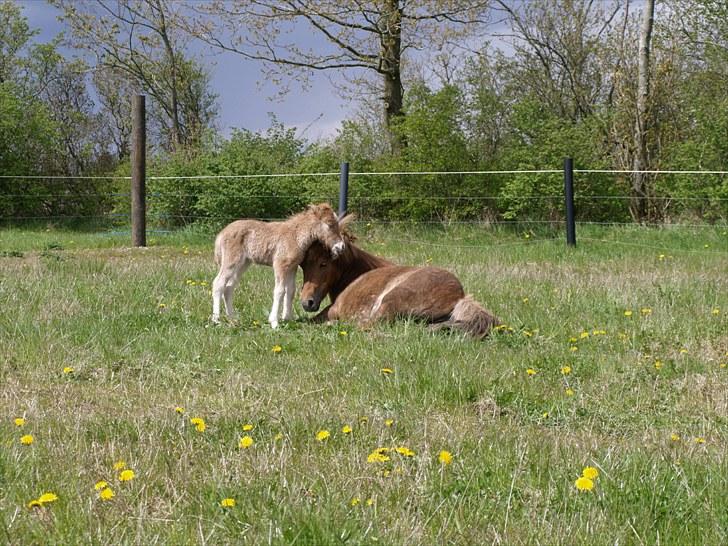 Shetlænder Østergårdens Sweet Sugar - mor kom nu op der er nogen der tager billeder af os!! billede 7