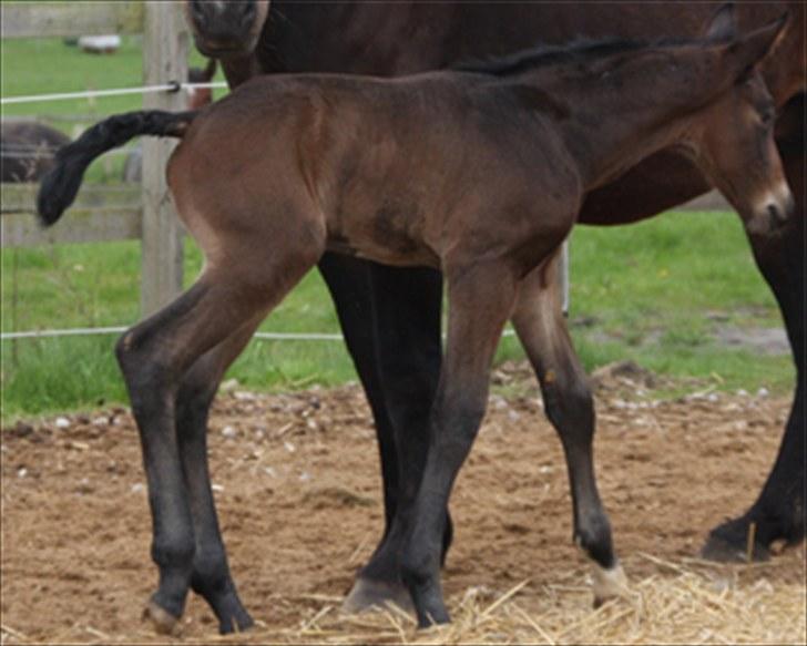 Oldenborg la Cour's Fabiano billede 9