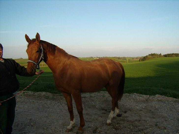 Dansk Varmblod Rocio - På sin 3 års fødselsdag den 9 maj 10. :) billede 10