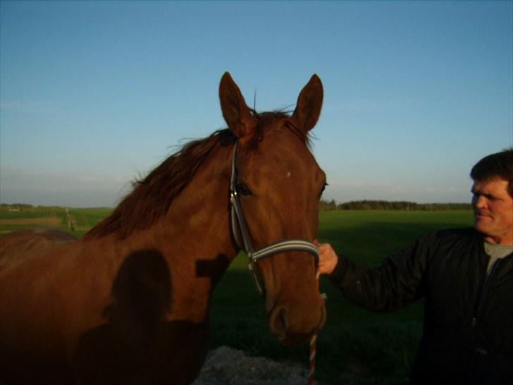 Dansk Varmblod Rocio - På sin 3 års fødselsdag den 9 maj 10. :) billede 11