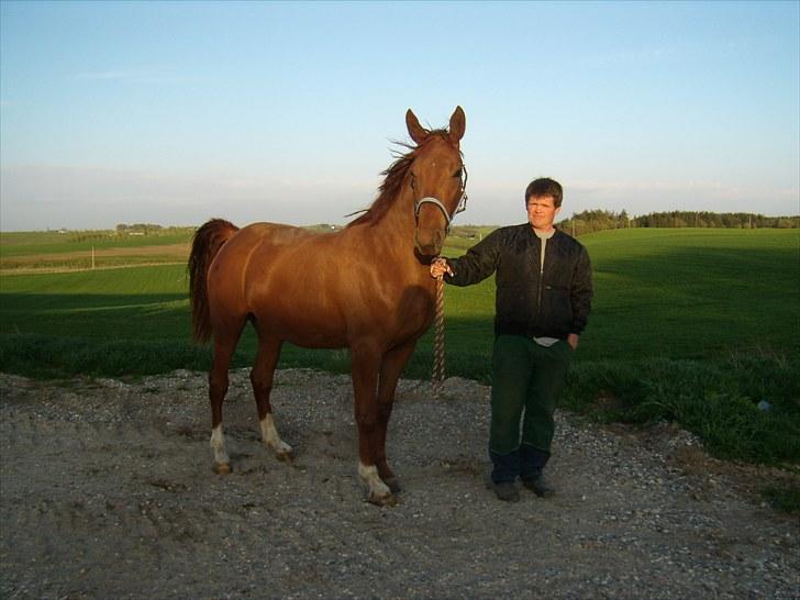 Dansk Varmblod Rocio - På sin 3 års fødselsdag den 9 maj 10. :) billede 12