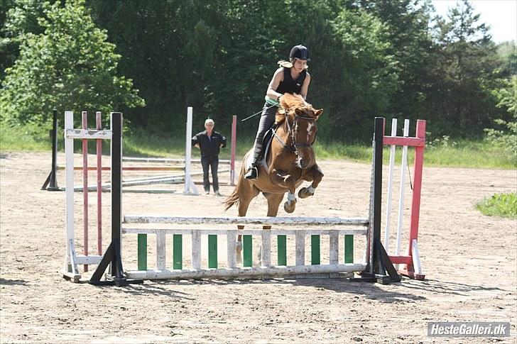 Anden særlig race Freja - Opvarmning til spring med fyld :) //JL-FOTO// billede 10