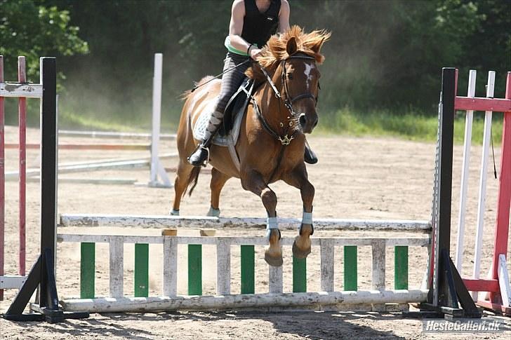 Anden særlig race Freja - Opvarmning til spring med fyld :)  //JL-FOTO// billede 11